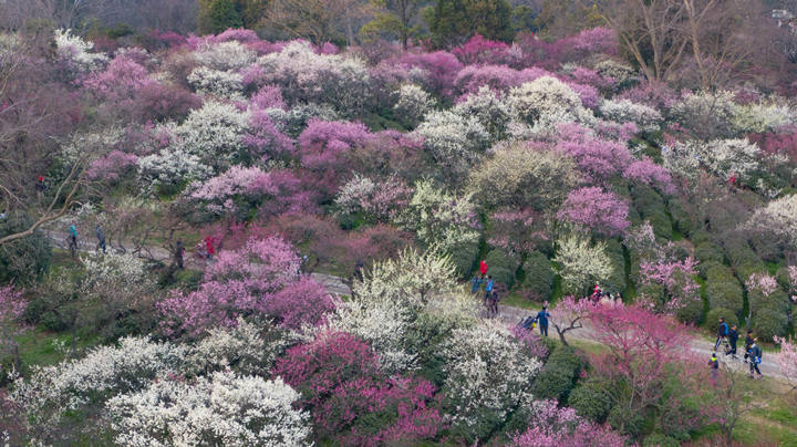 盘点国内万株级别的梅花景点，一起去看腊梅飘香处！